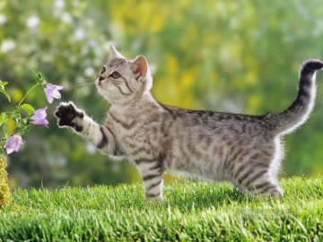 猫 Painting - 花で遊ぶ猫